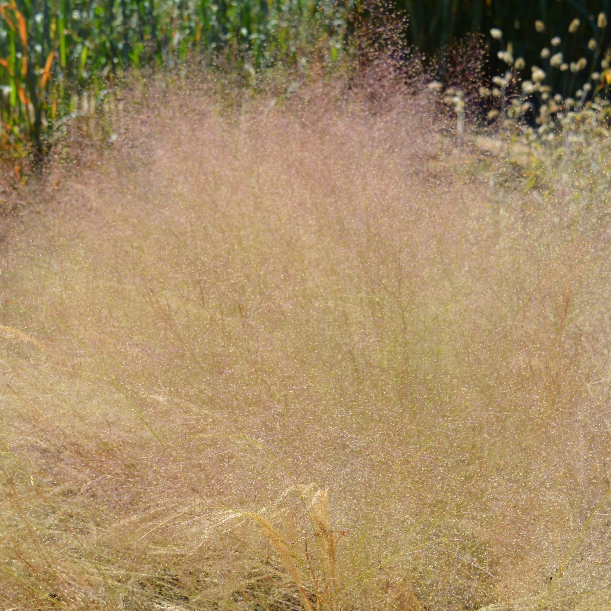 Cloud Grass Seeds - 250 Mg Packet ~6,160 Seeds - Buy Non-GMO, Heirloom, Farm & Gardening Seeds Online, Agrostis Nebulosa - Ornam